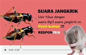 Apakah Suara Jangkrik Bisa Mengusir Tikus