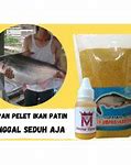 Umpan Untuk Ikan Patin